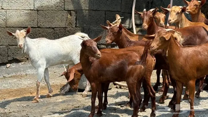 معزا دهم 15تم البيع 4