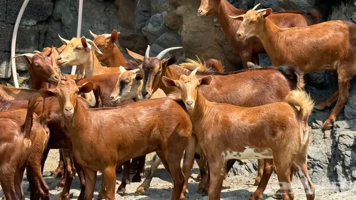 معزا دهم 15تم البيع 3