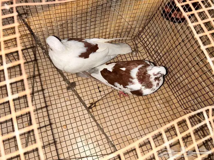 حمام للبيع 10