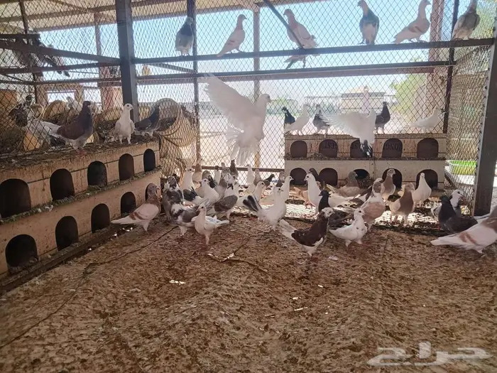 حمام مشكل جنج و رقاص 1