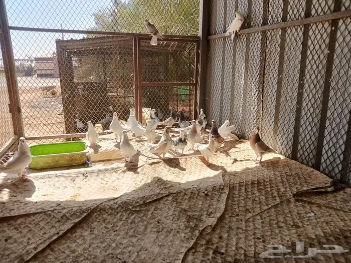 حمام مشكل جنج و رقاص 2
