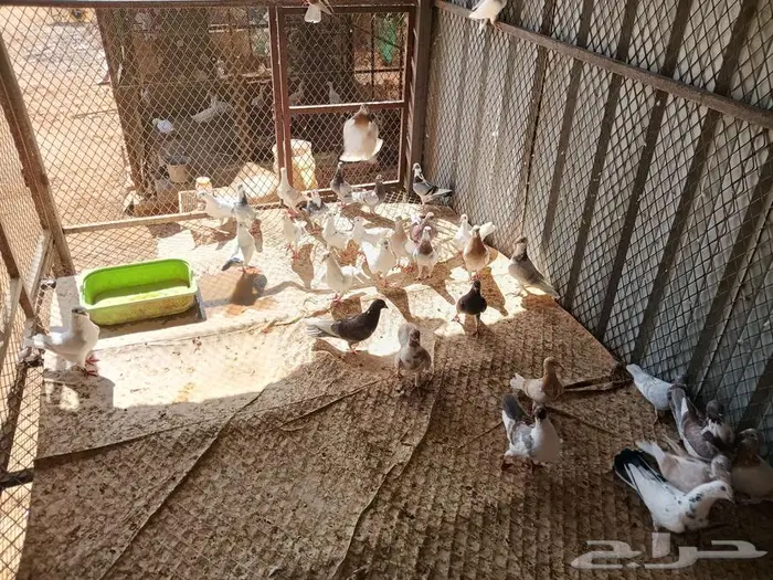 حمام مشكل جنج و رقاص 4