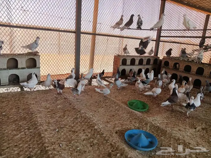 حمام مشكل جنج و رقاص 5