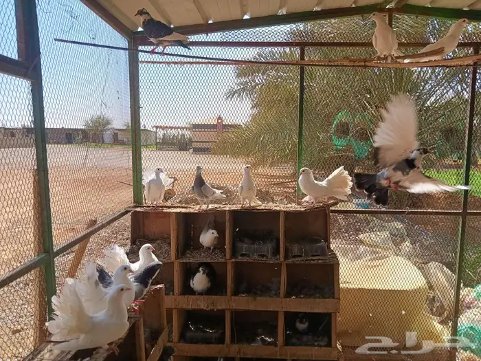 حمام مشكل جنج و رقاص 3