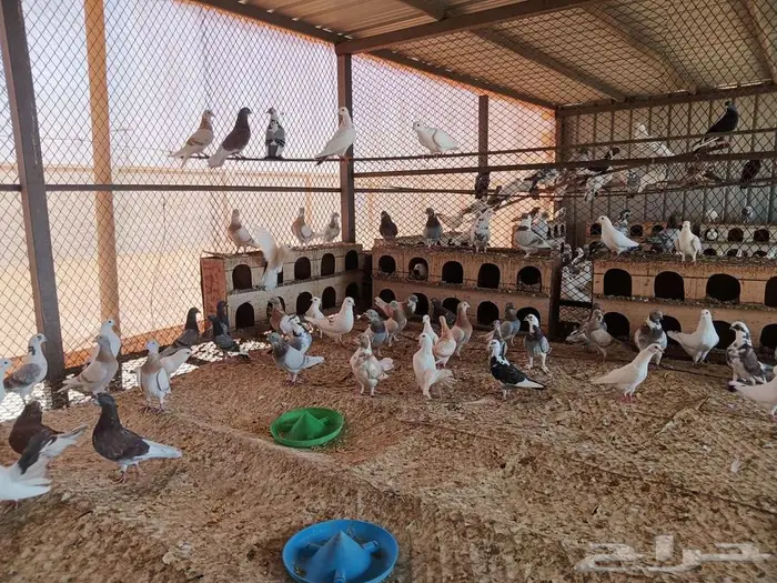 حمام مشكل جنج و رقاص 6