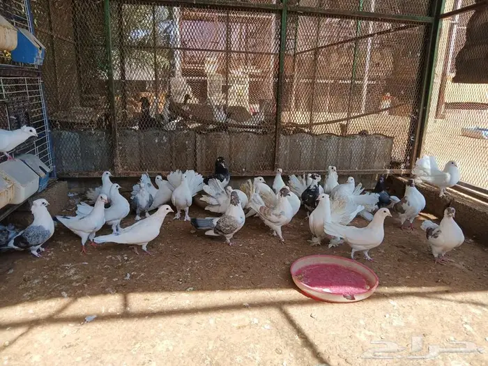 حمام مشكل جنج و رقاص 7