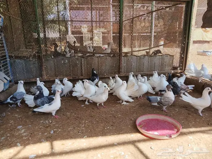 حمام مشكل جنج و رقاص 8