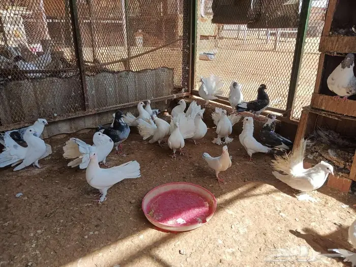 حمام مشكل جنج و رقاص 11