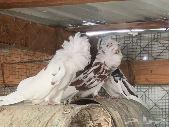 حمام بلجيكي 13