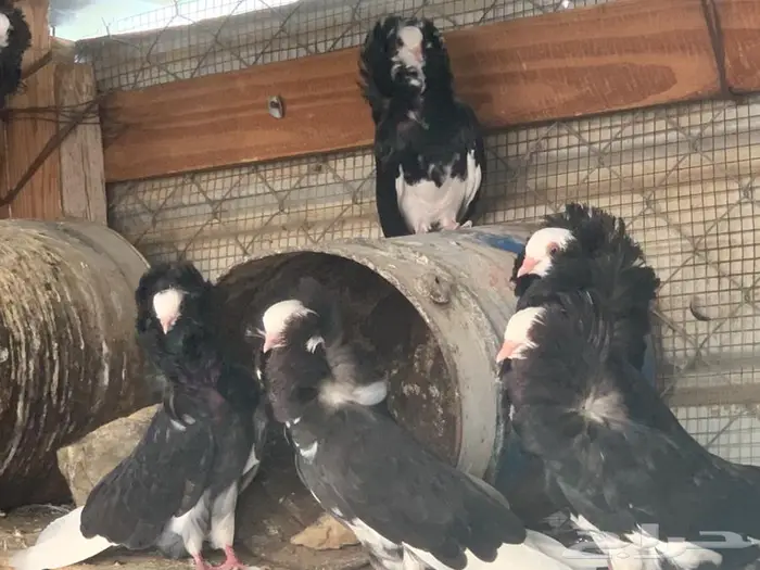 حمام بلجيكي 16