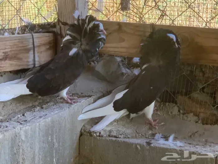 حمام بلجيكي 19