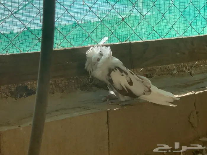 حمام بلجيكي 15