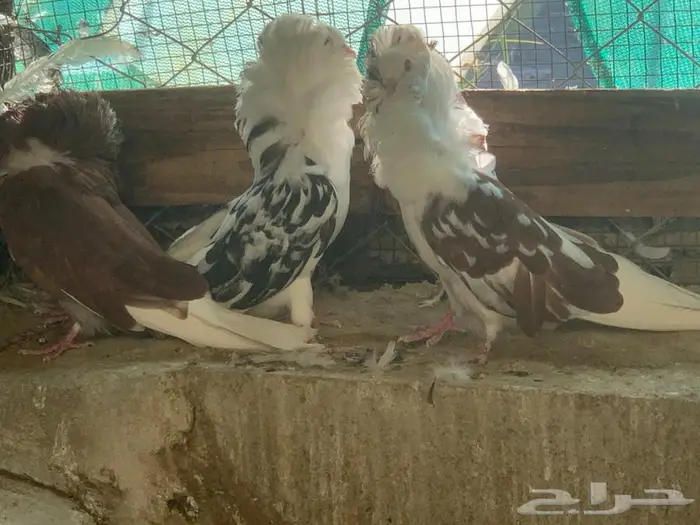 حمام بلجيكي 20