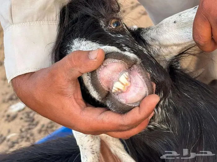 صنف عارض معرفات للبيع 5