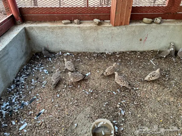 قطا ل البيع 1