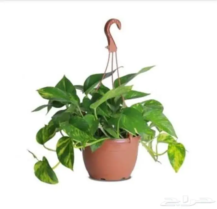 نباتات داخليه . يوكا . بوتس . بامبو . فيكس . الاحساء 3