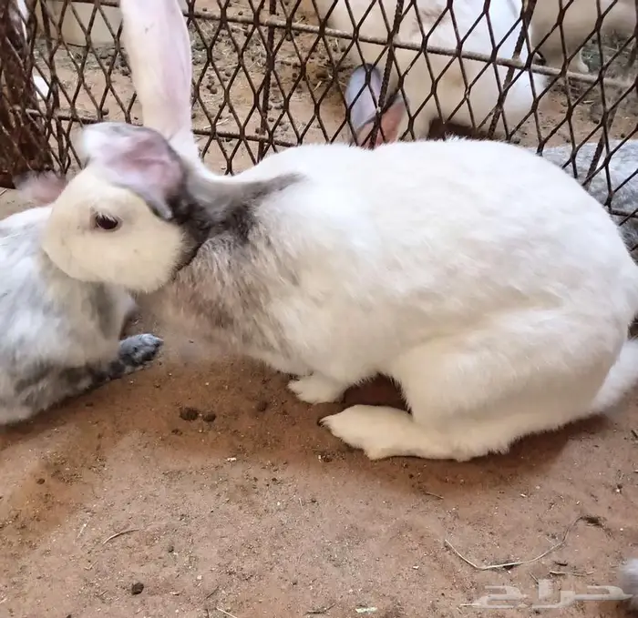 أرانب هارلي كوين 3