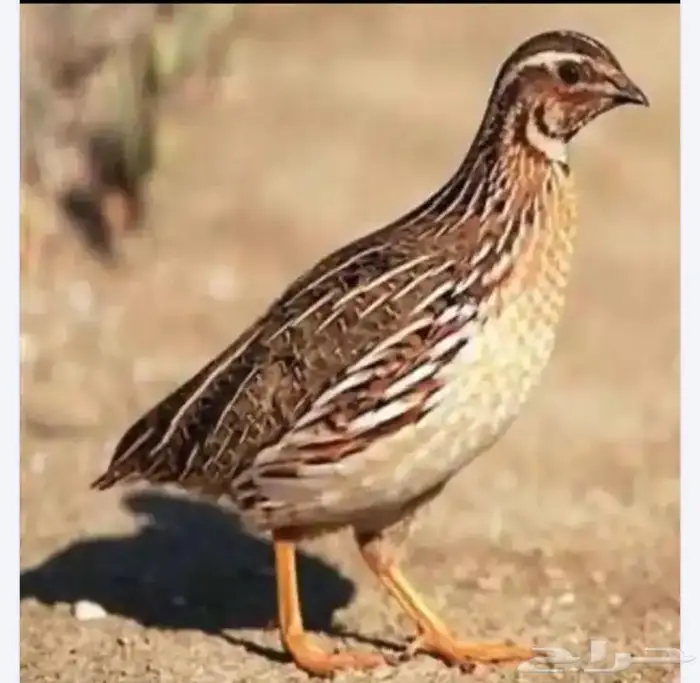 موجود سمان للبيع الموقع املج 0