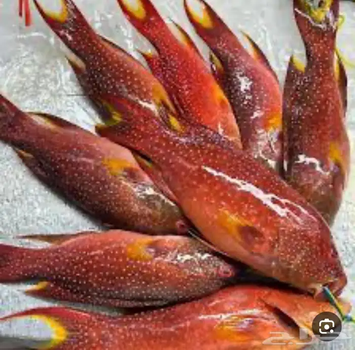 اسماك البحر الاحمر 4