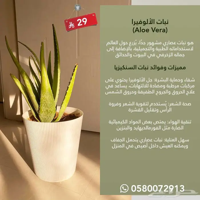 نباتات داخلية الكمية محدوده جدا 1