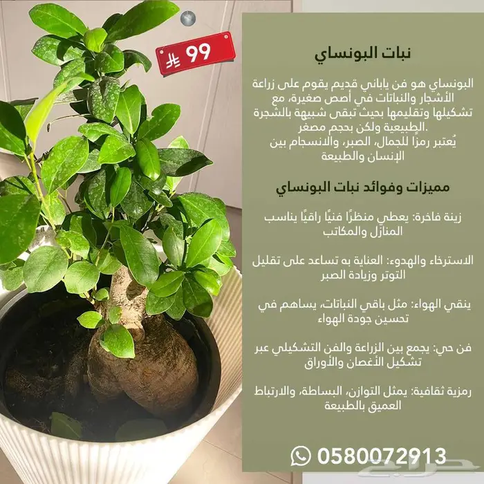 نباتات داخلية الكمية محدوده جدا 6