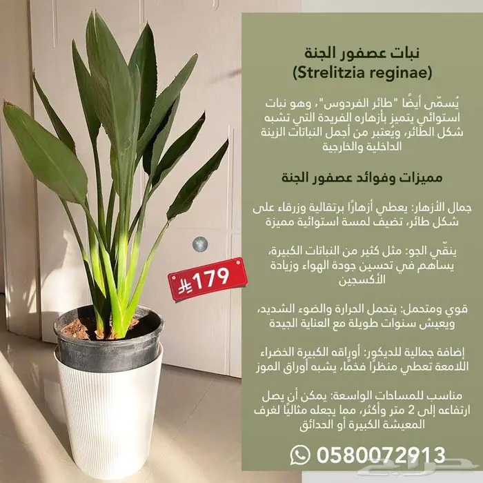 نباتات داخلية الكمية محدوده جدا 0