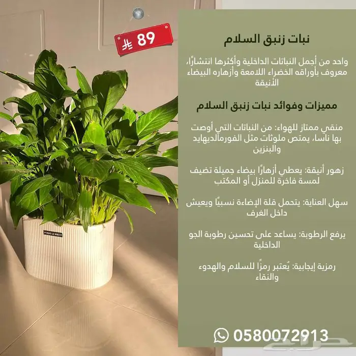 نباتات داخلية الكمية محدوده جدا 5