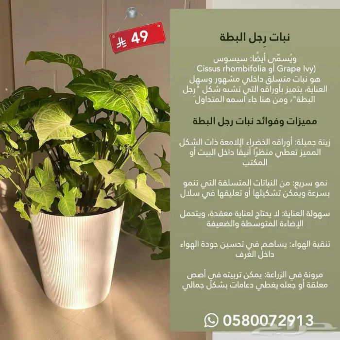 نباتات داخلية الكمية محدوده جدا 4