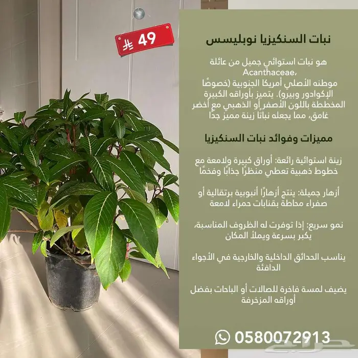 نباتات داخلية الكمية محدوده جدا 2