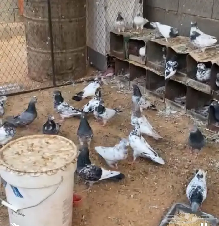 حمام باكستاني 0