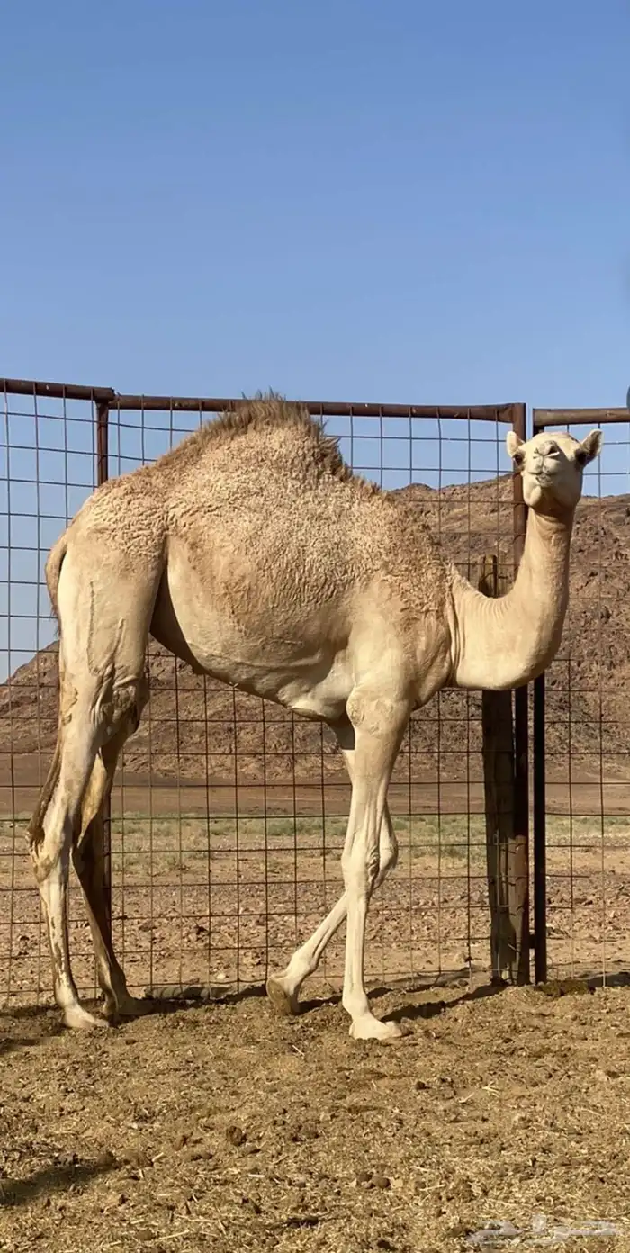 بكره للبيع 2