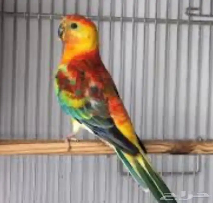 زوج براكيت منتج 1