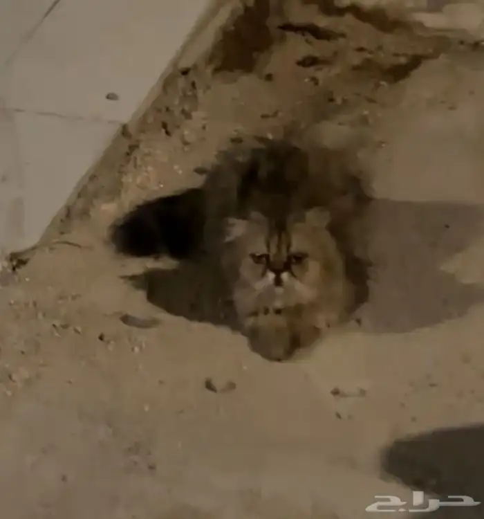 قطه بيرشن بيكي فيس تبني إنقاذ 0