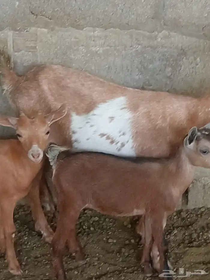ماعز قزمي 3