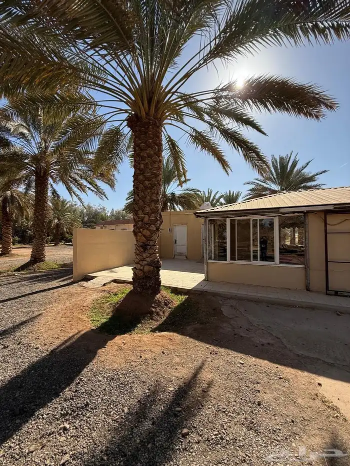 دور للبيع حي النخيل وشقة حي الفلاح وارض الجامعه ومزرعه للبيع 11