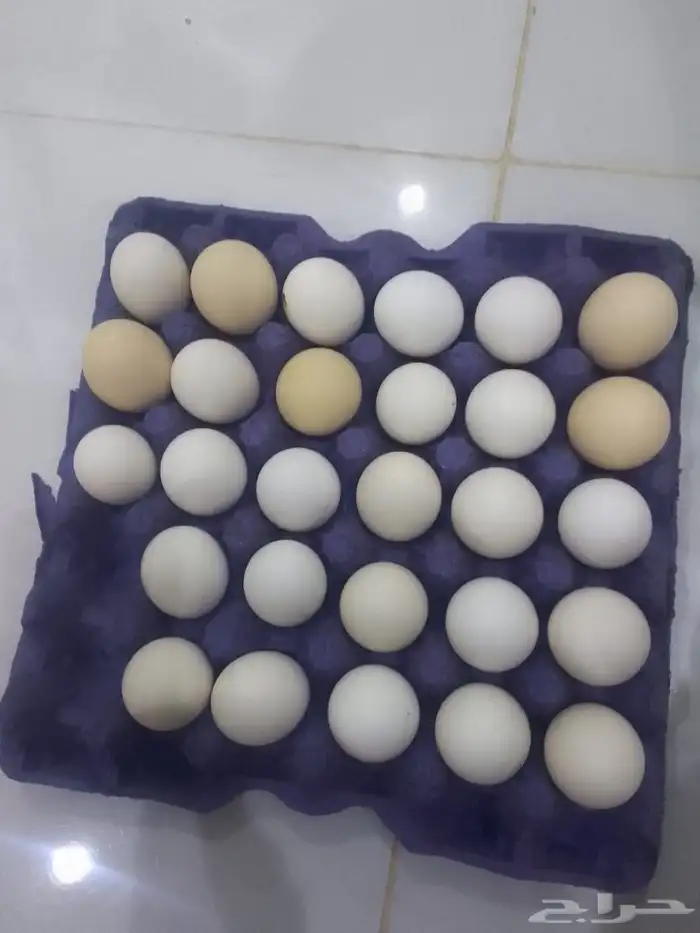 متوفر عندنا بيض بلدي طازج 0