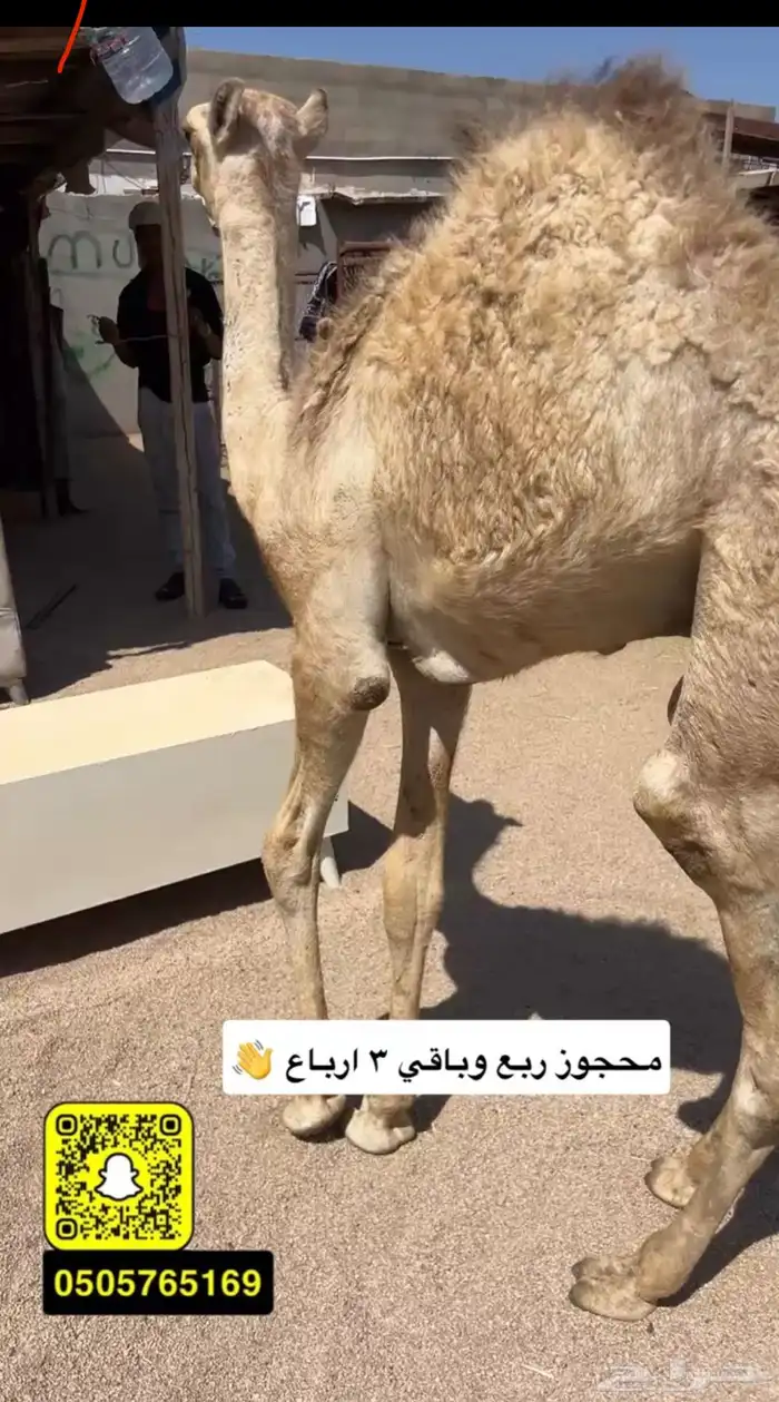 حوار لباني شراكه ارباع 0