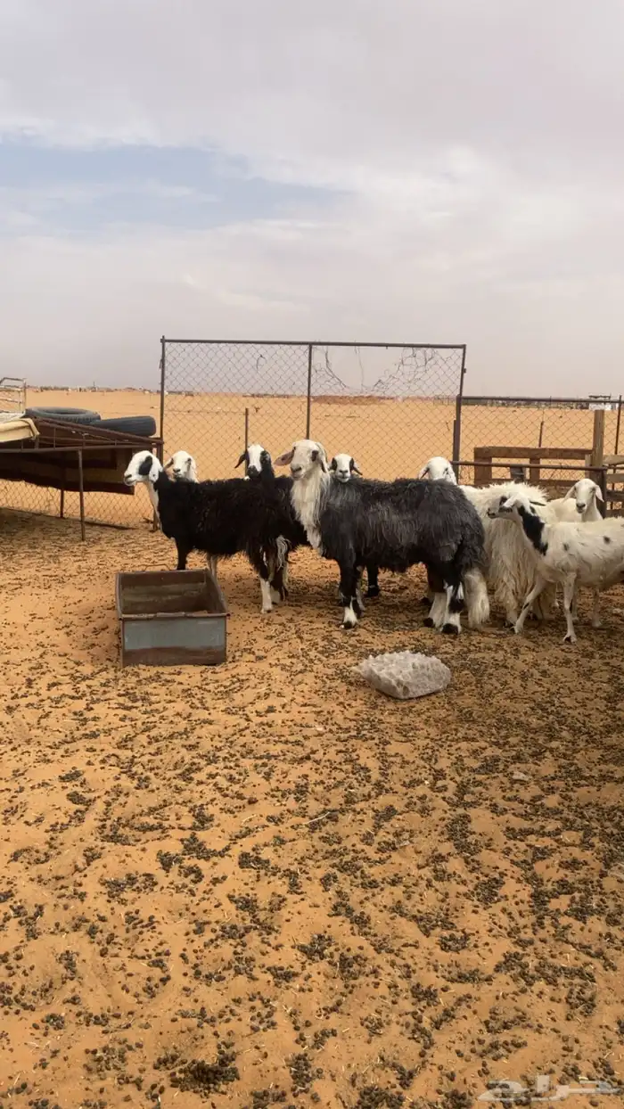 فحل نجدي مشروط ينسف 2