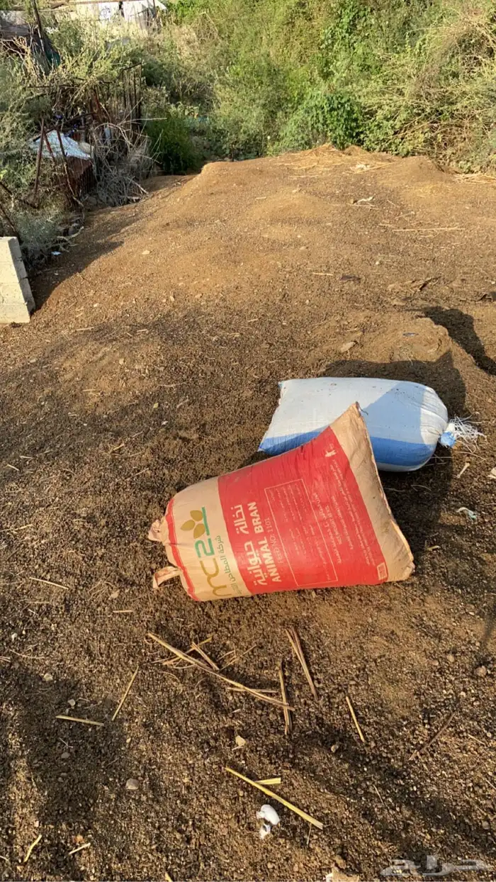 سماد غنم قديم 1