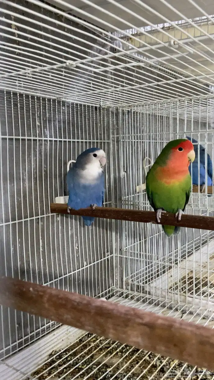 للبيع زوج روز منتج وجاهز على الاخر ومستوى قوي 0