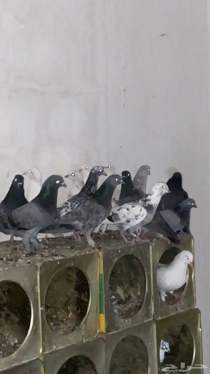 حمام للبيع اقل شي زوجين التواصل واتس 1