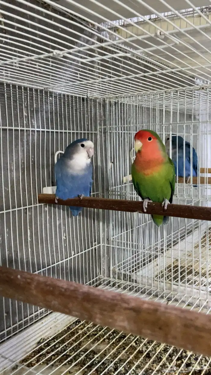 للبيع زوج روز منتج وجاهز على الاخر ومستوى قوي 1