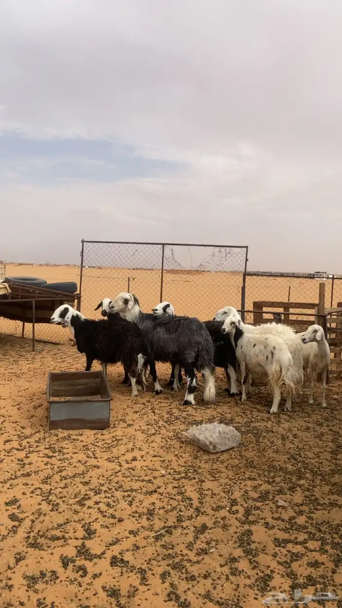 فحل نجدي مشروط ينسف 1