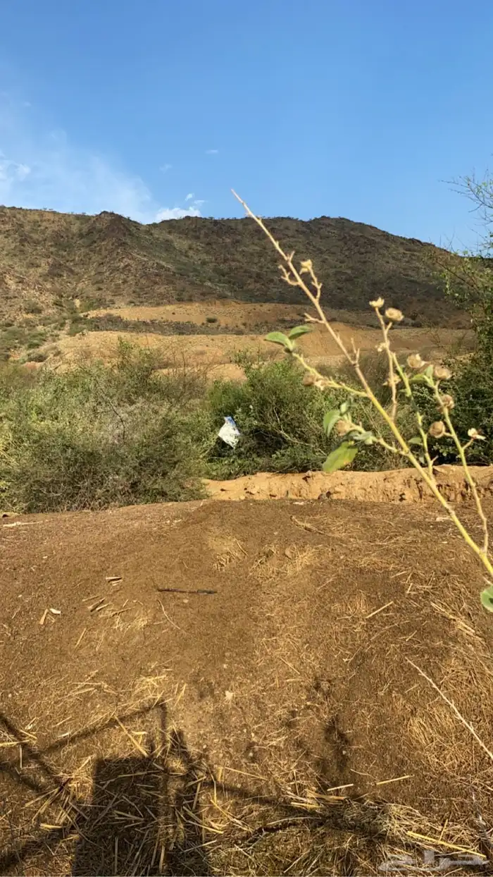 سماد غنم قديم 0