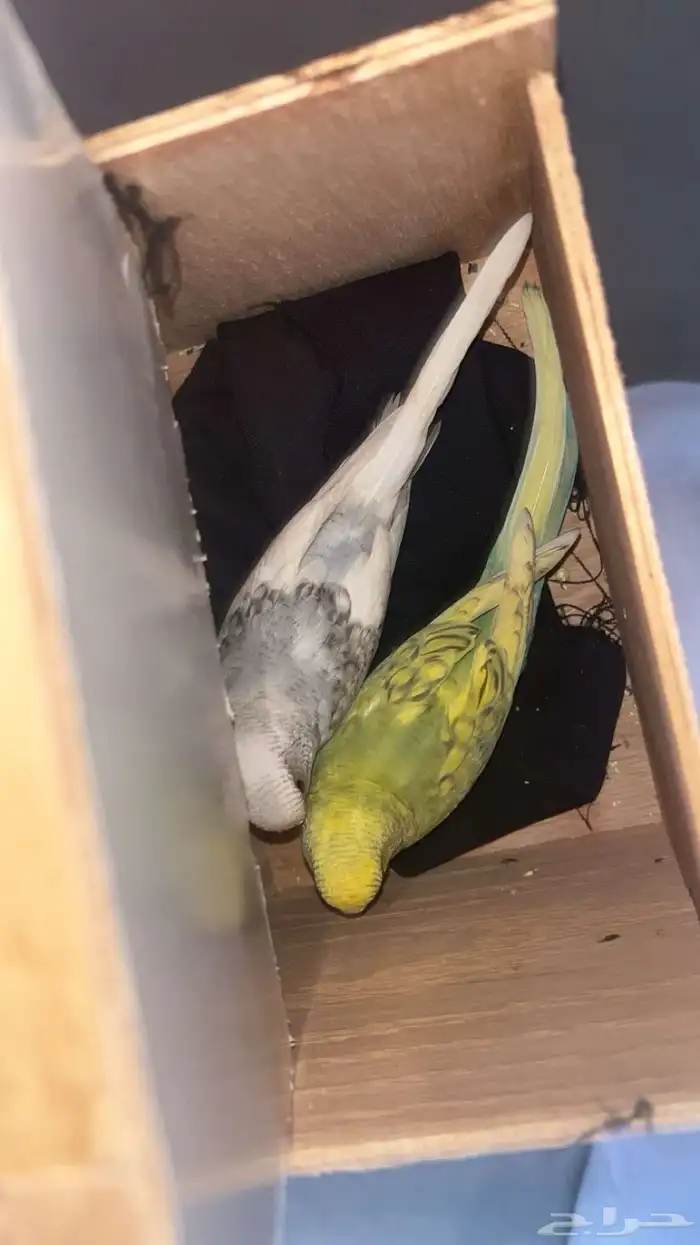 طيور العمر من 5ايلا 6شهور 0