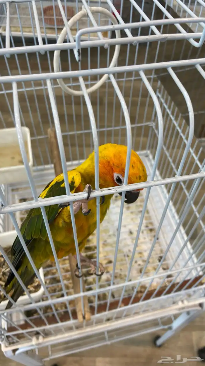 صن كنيور مفقود 0