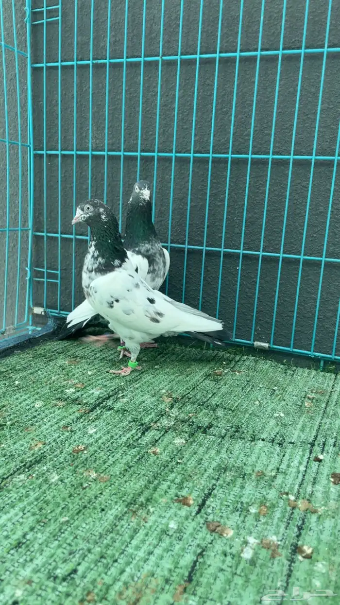 حمام باكستاني 0