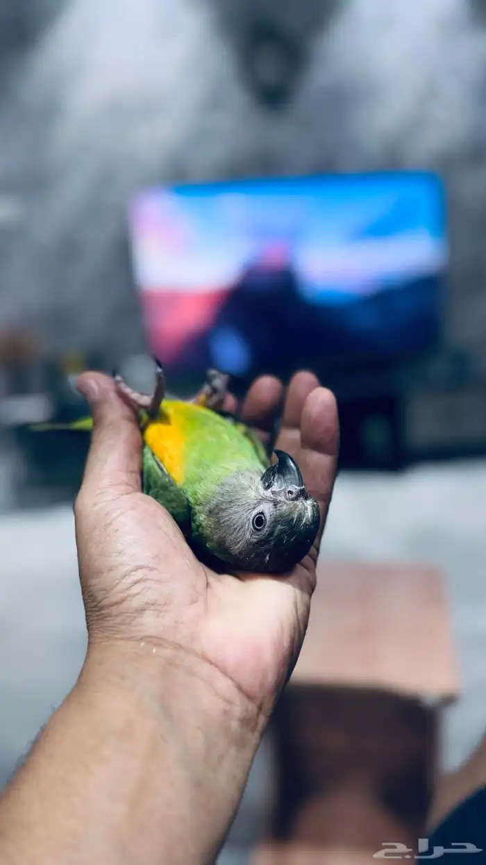 ببغاء يويو سنغالي فرخ 3