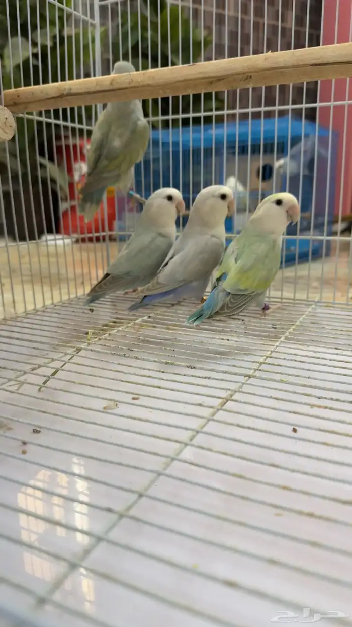 روز ذكور وانثى 3