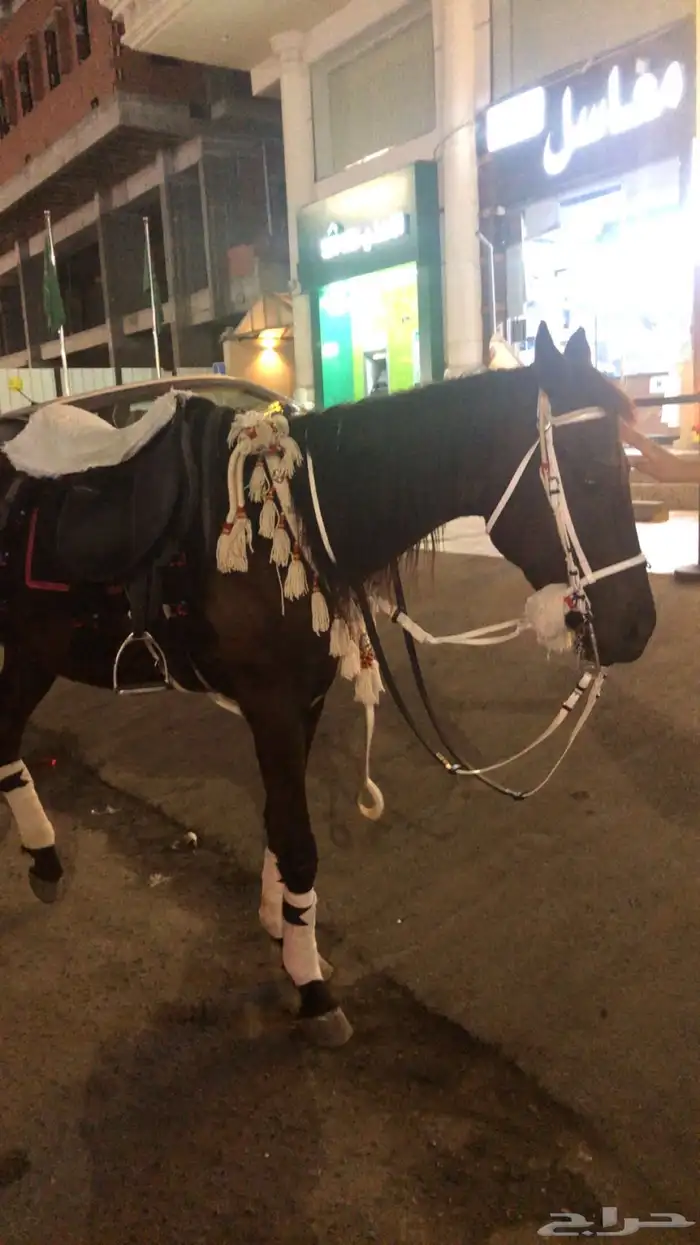 ايجار بوني سيسي خيل جمل لليوم الوطني 11